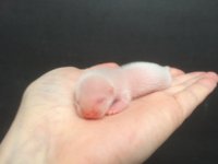 6 Dagen: Albino ram